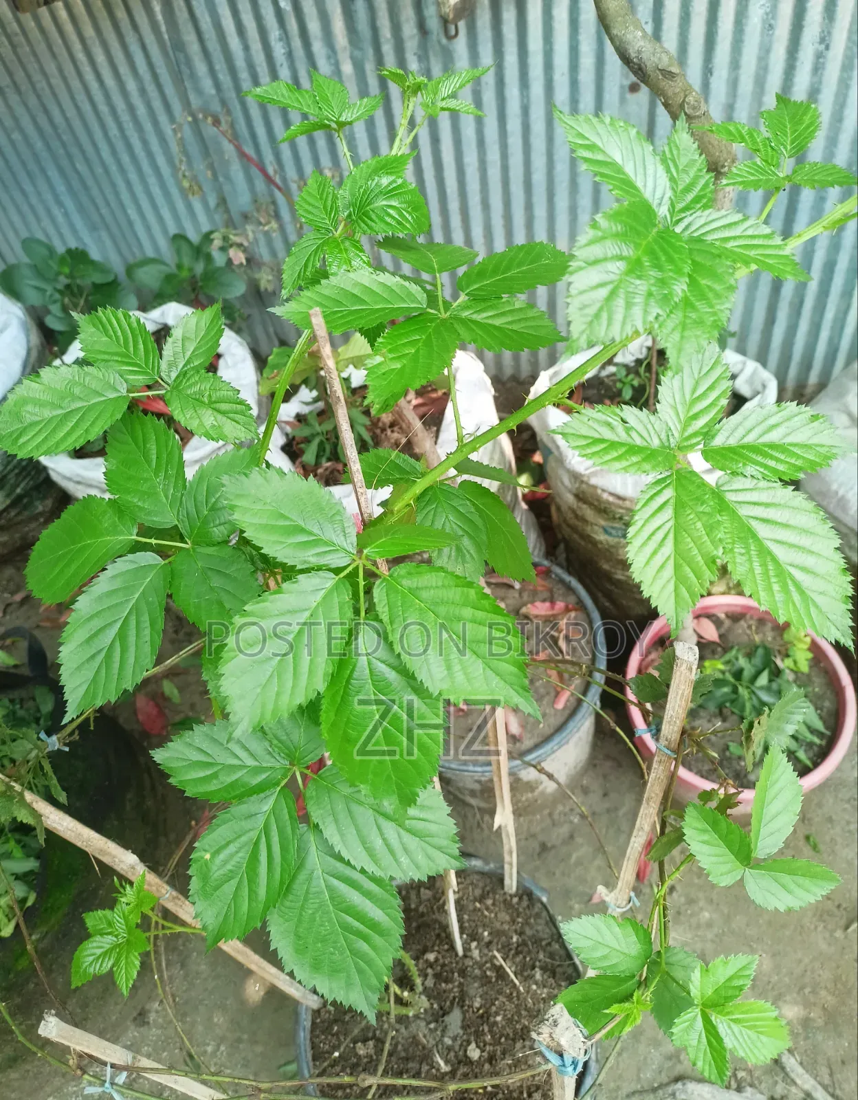 Blackberry Fruit Plant