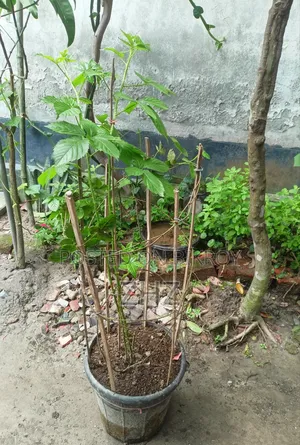 Blackberry Fruit Plant