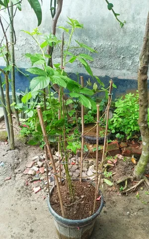 Blackberry Fruit Plant