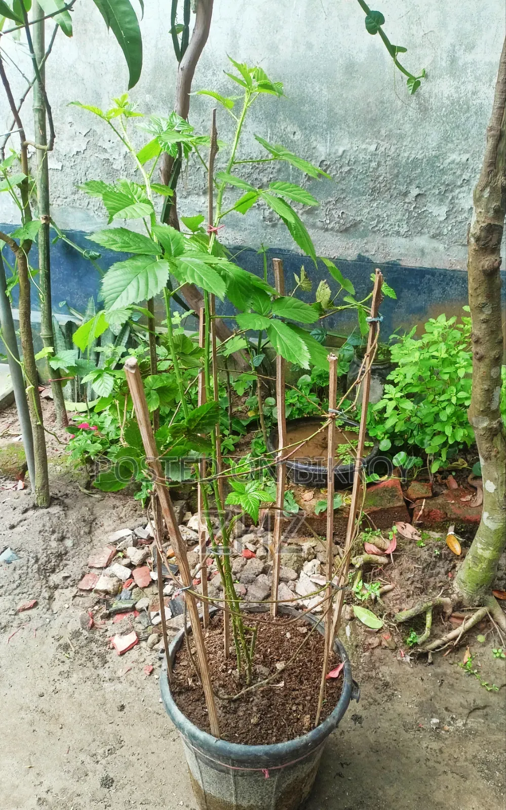 Blackberry Fruit Plant