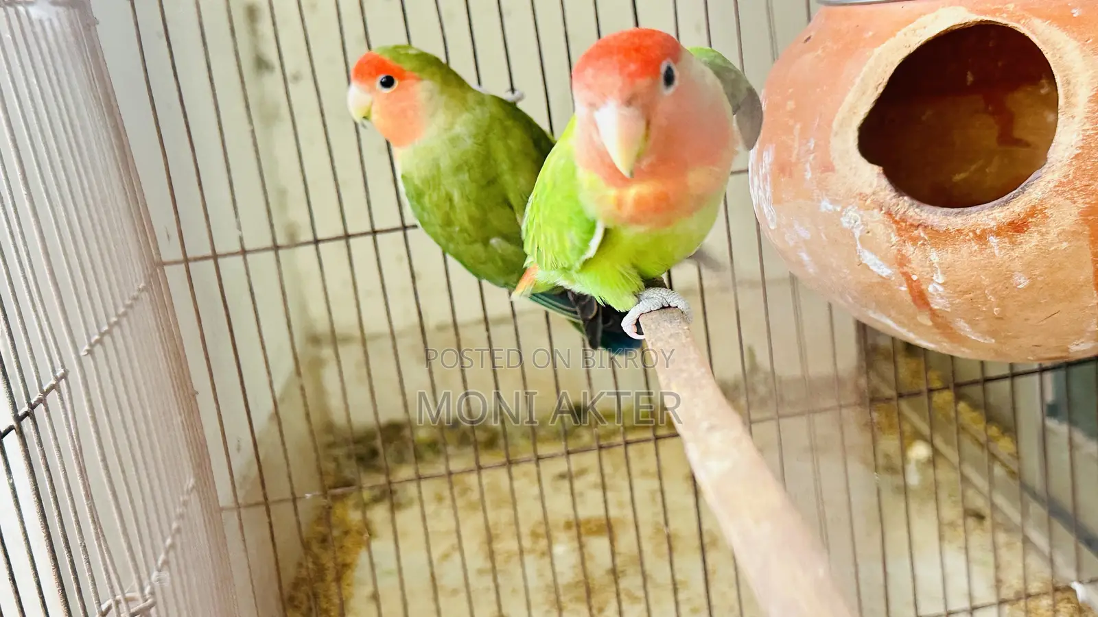 Love Bird Species Down