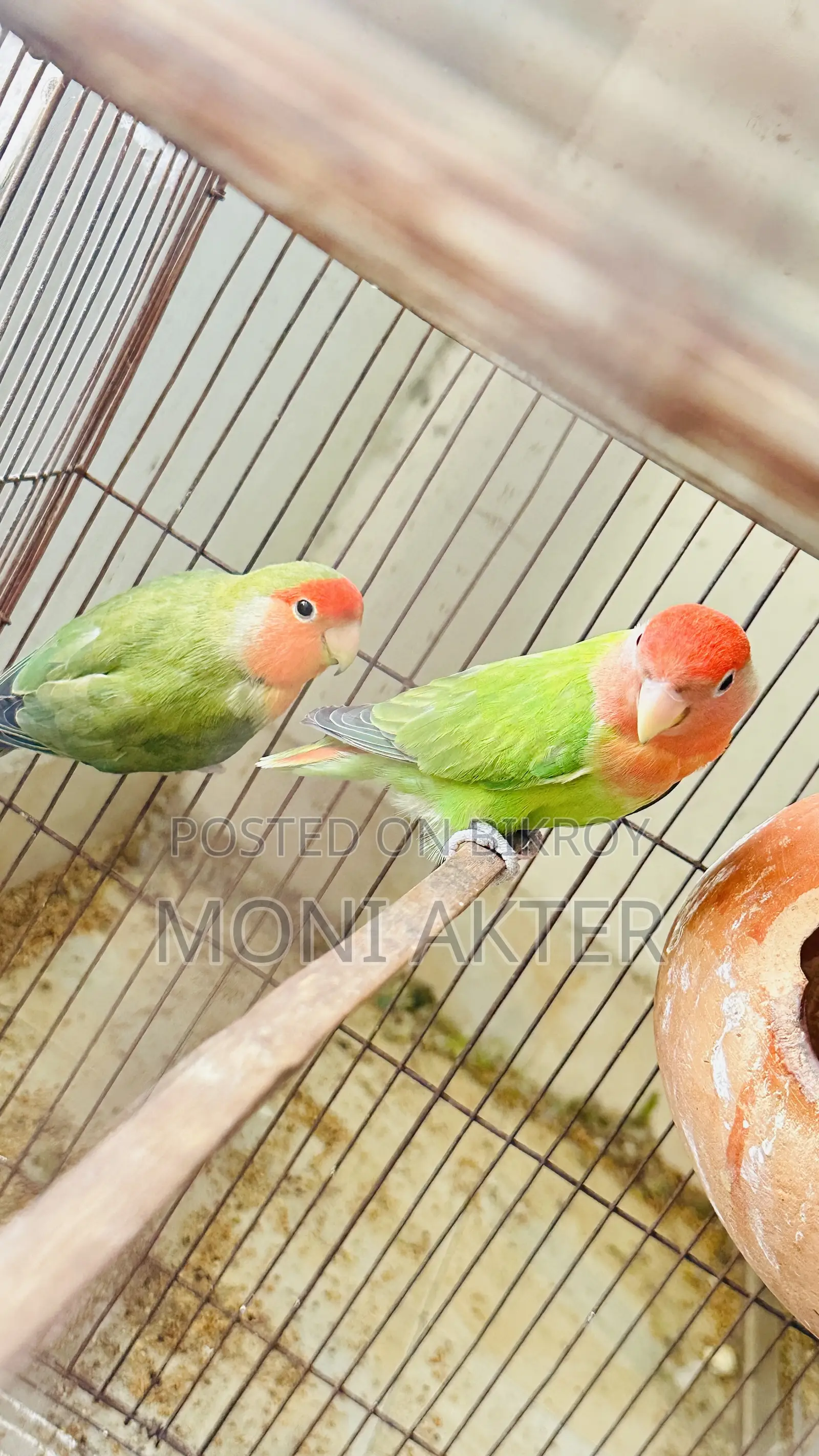 Love Bird Species Down