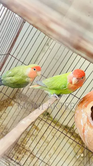 Love Bird Species Down