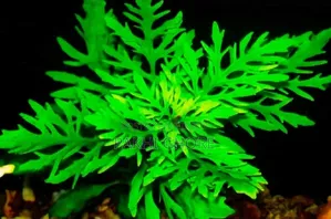 অ্যাকুরিয়াম প্ল্যান্ট