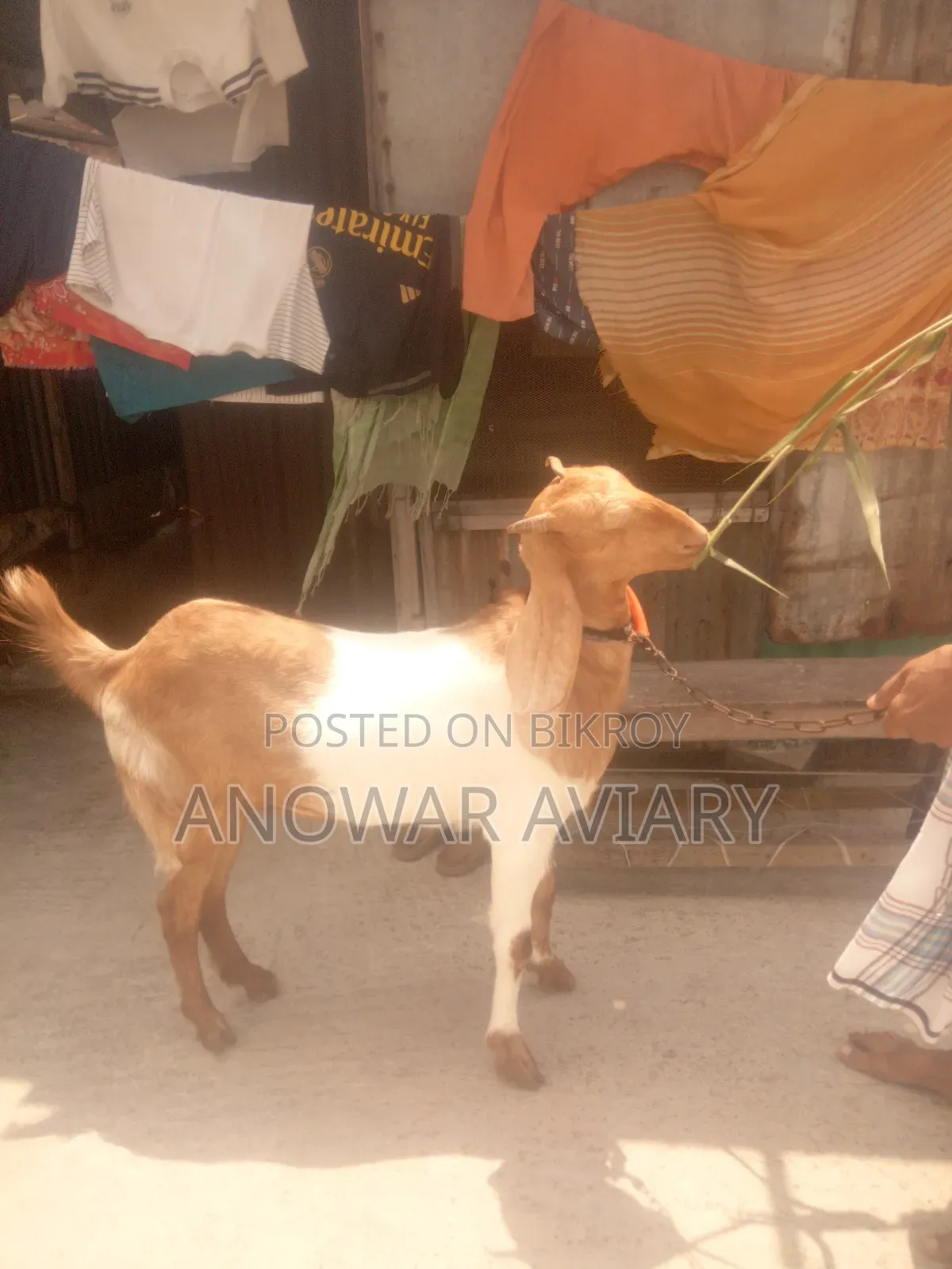 একটি বিটল পা‌‍‍ঠি ছাগল