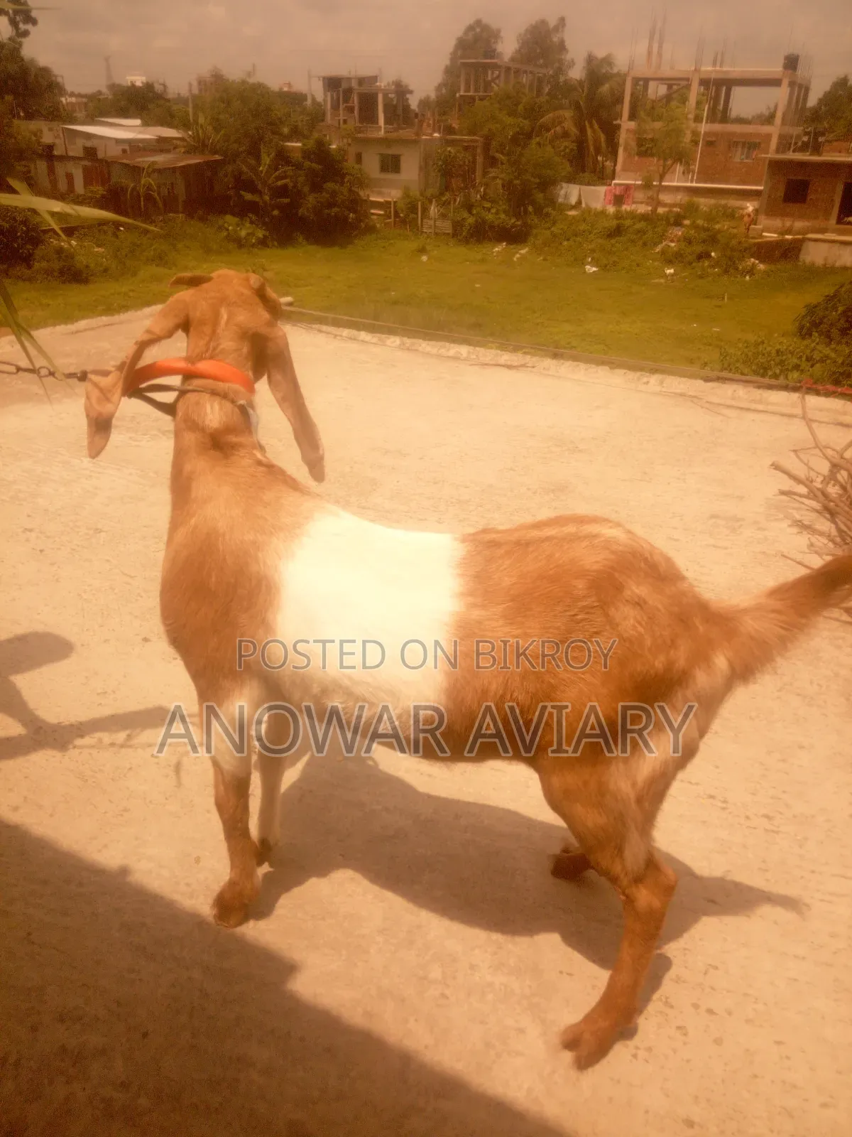একটি বিটল পা‌‍‍ঠি ছাগল