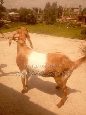 একটি বিটল পা‌‍‍ঠি ছাগল