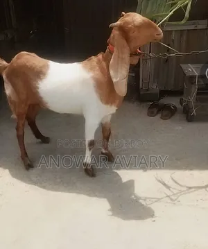 একটি পাঠি ছাগল