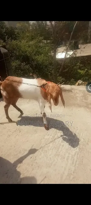 একটি পাঠি ছাগল