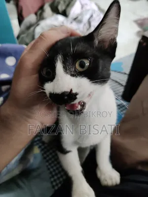 1-3 months Male Mixed Breed Cat
