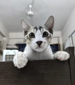 1-3 months Male Mixed Breed Cat