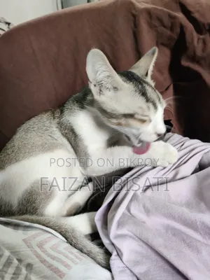 1-3 months Male Mixed Breed Cat