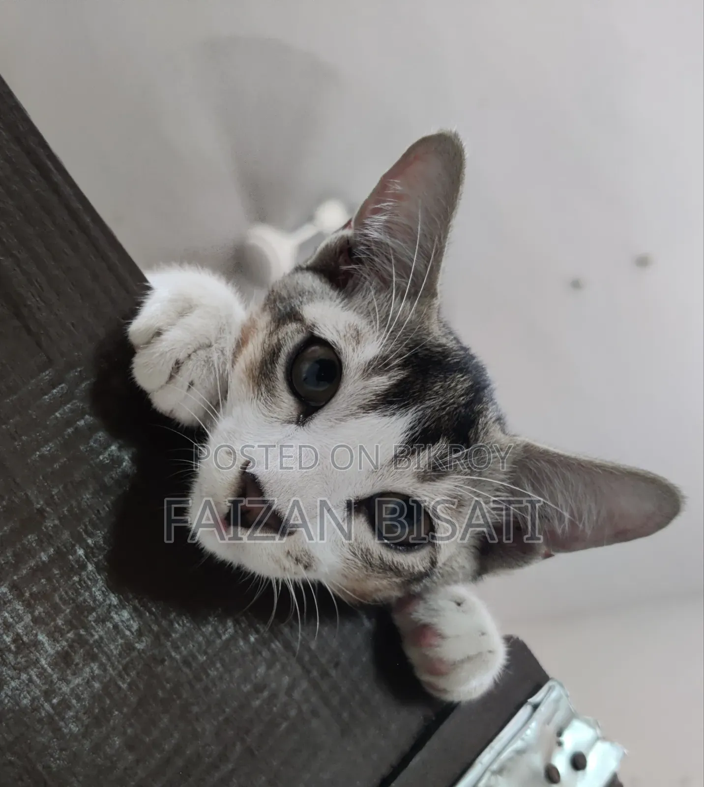 1-3 months Male Mixed Breed Cat