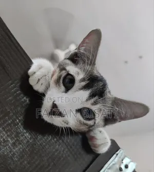 1-3 months Male Mixed Breed Cat