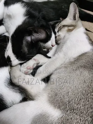 1-3 months Male Mixed Breed Cat