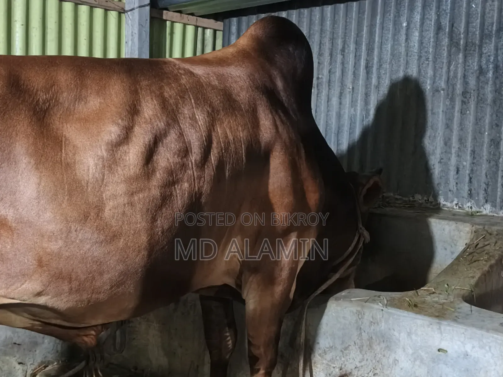 Cow for sale