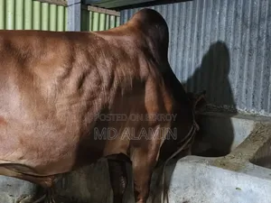 Cow for sale