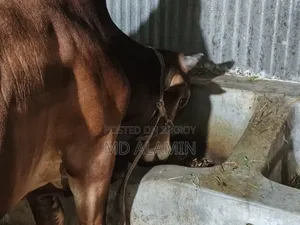 Cow for sale