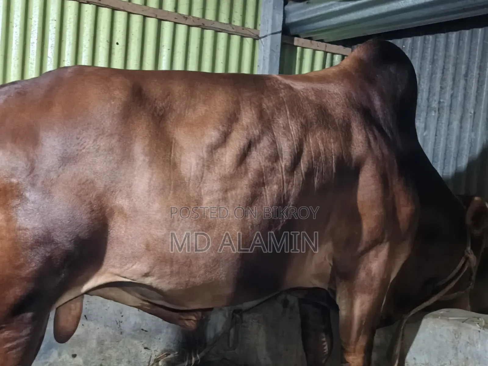 Cow for sale