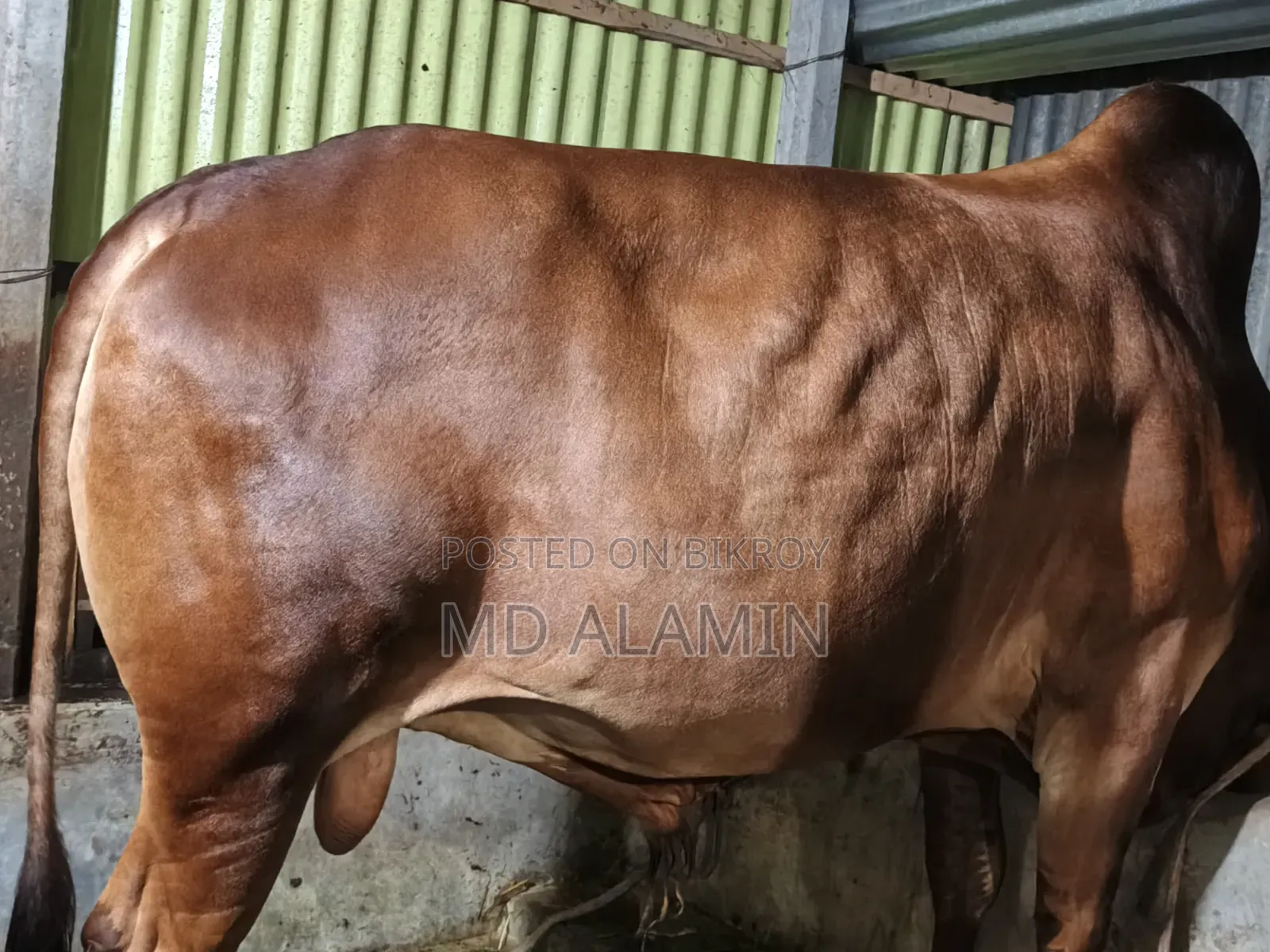 Cow for sale