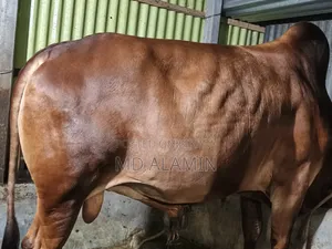 Cow for sale