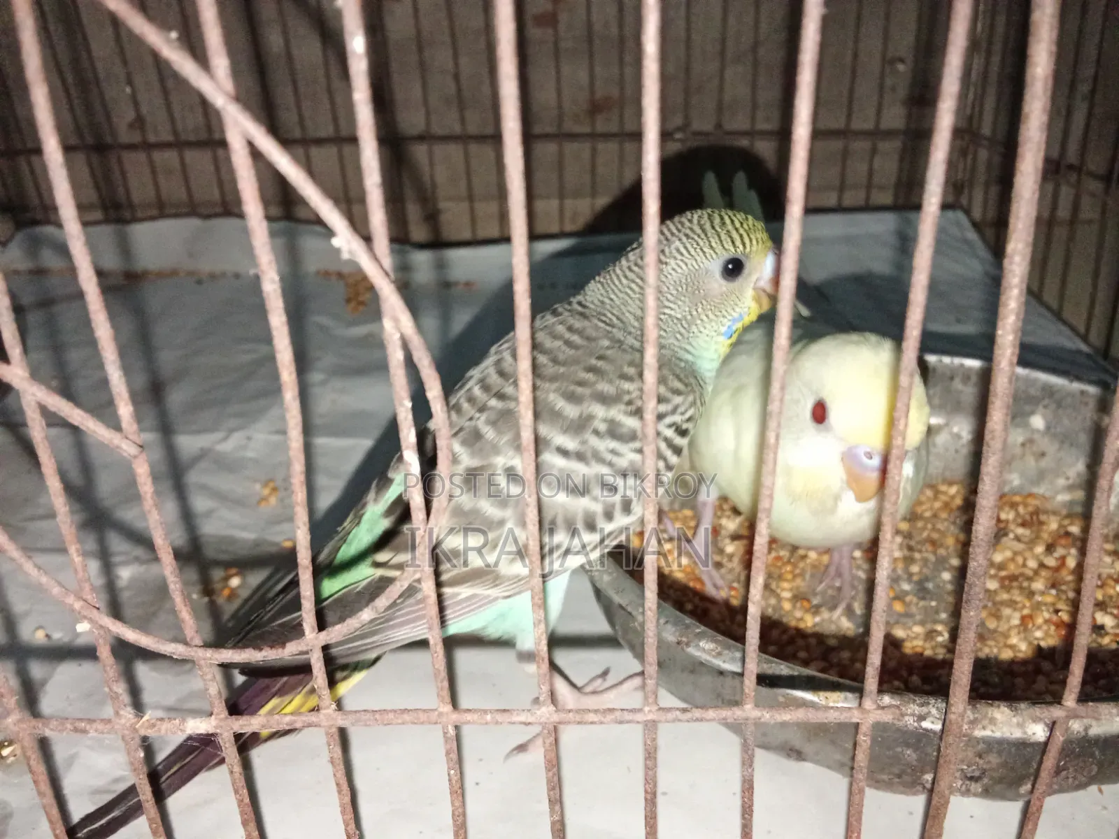 Budgerigar birds for sale