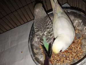 Budgerigar birds for sale