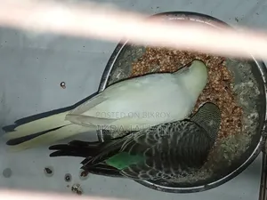 Budgerigar birds for sale