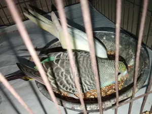 Budgerigar birds for sale