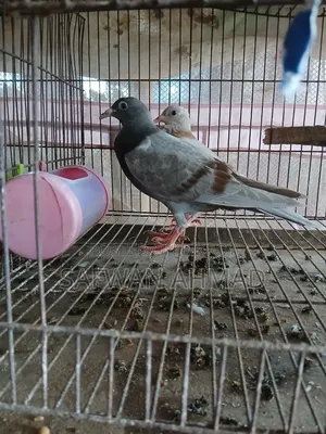 Homar Pigeon 1 Pair
