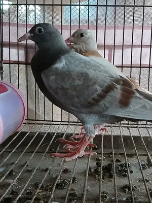 Homar Pigeon 1 Pair