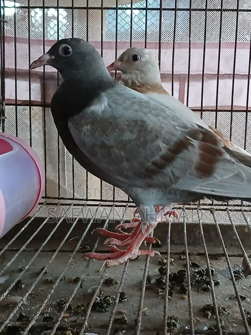 Homar Pigeon 1 Pair