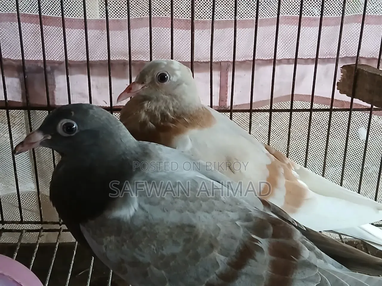 Homar Pigeon 1 Pair