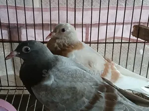 Homar Pigeon 1 Pair