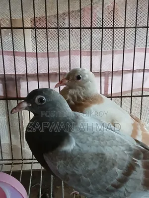 Homar Pigeon 1 Pair