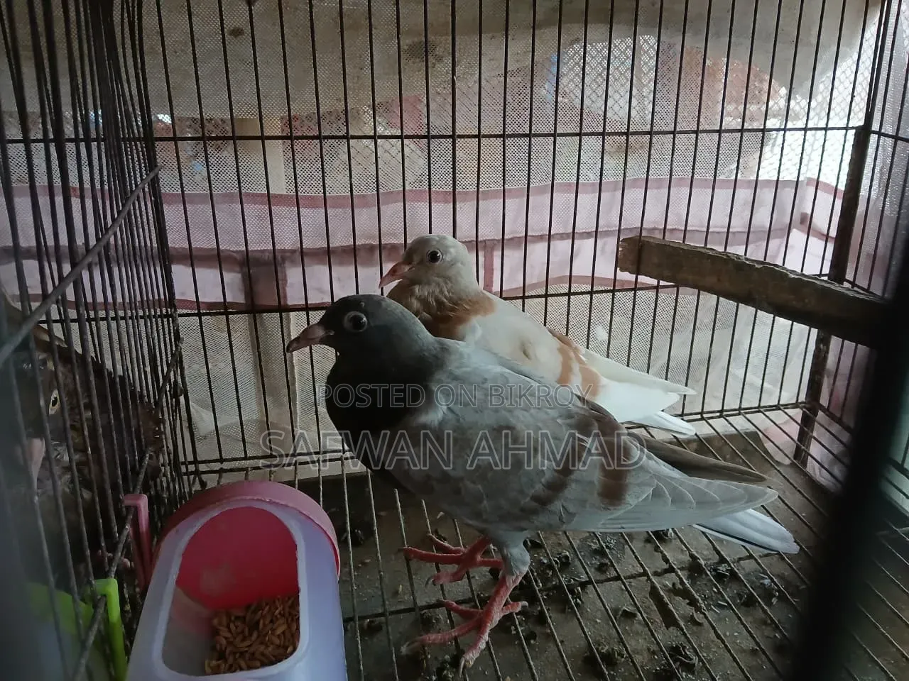 Homar Pigeon 1 Pair