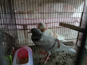 Homar Pigeon 1 Pair