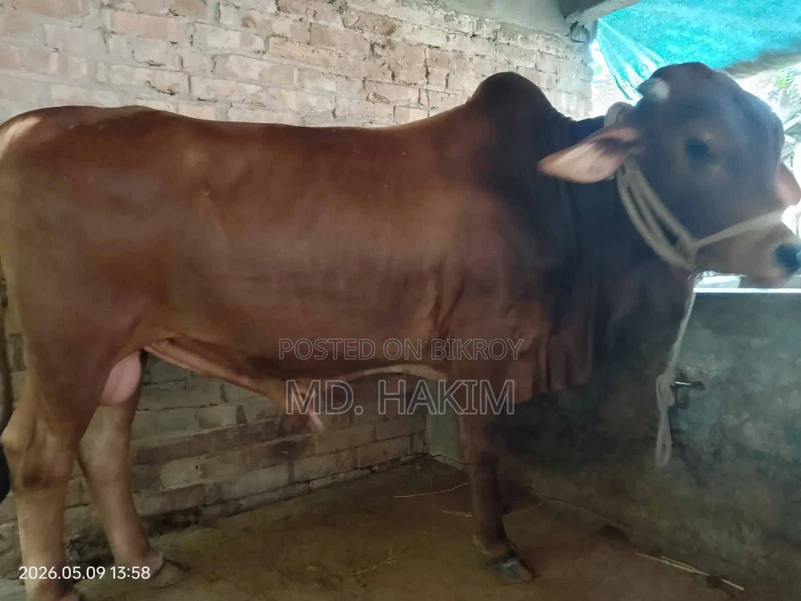 এই ঈদে কুরবানী দেওয়ার মতো একটি ষার গরু বিক্রি হবে