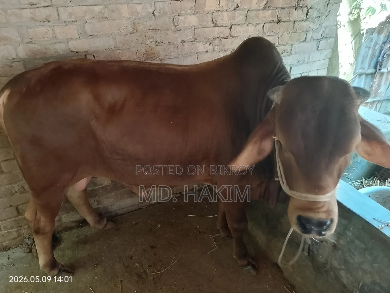 এই ঈদে কুরবানী দেওয়ার মতো একটি ষার গরু বিক্রি হবে