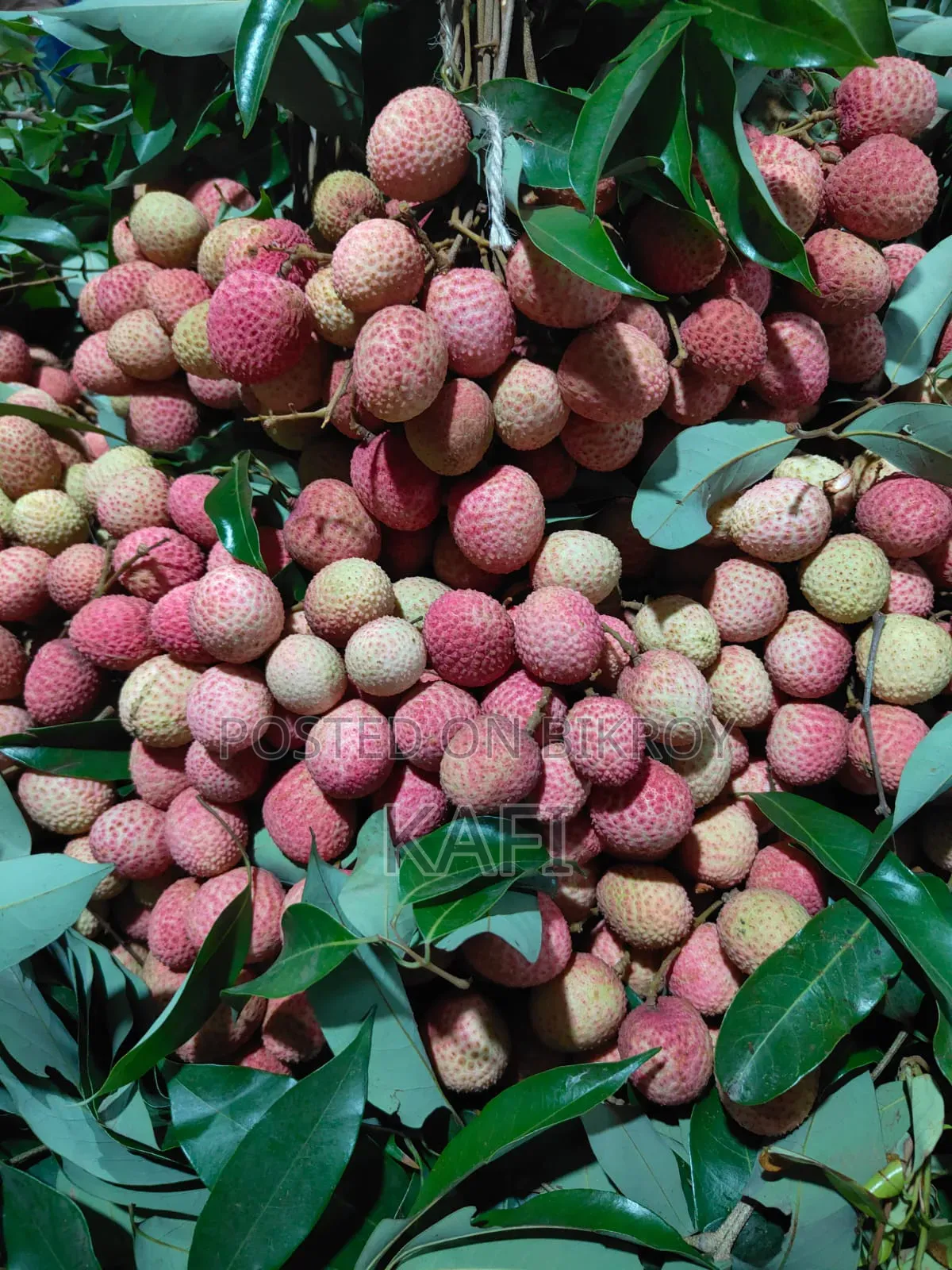কাফি নাটোর