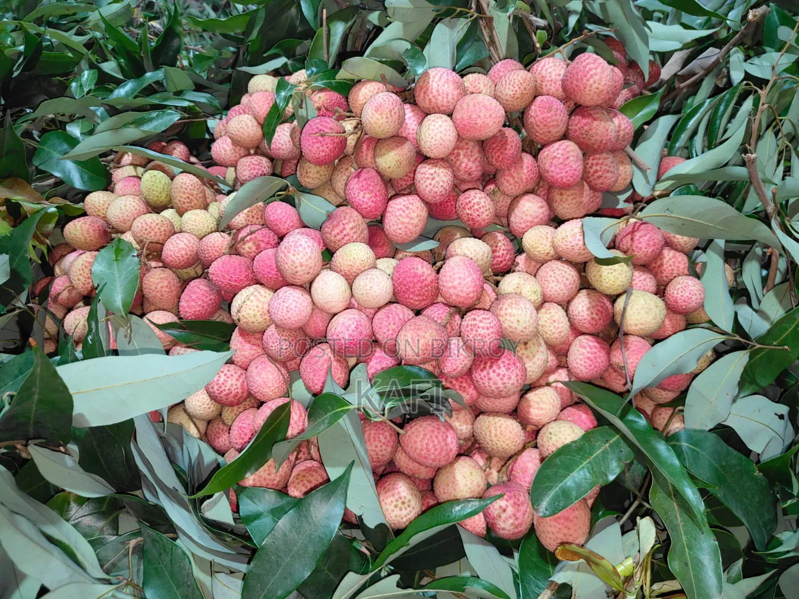 কাফি নাটোর