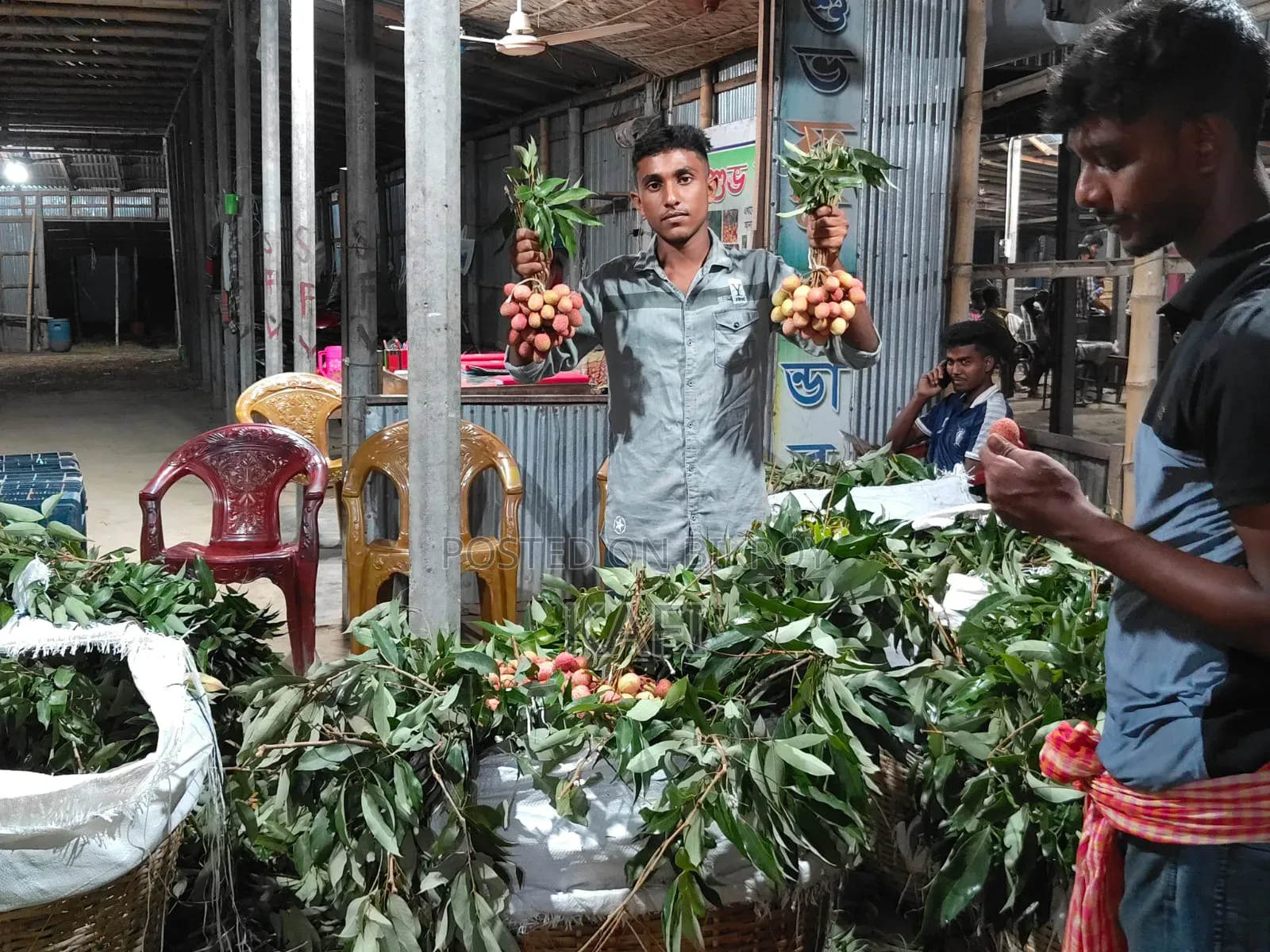 কাফি নাটোর