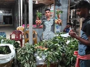 কাফি নাটোর
