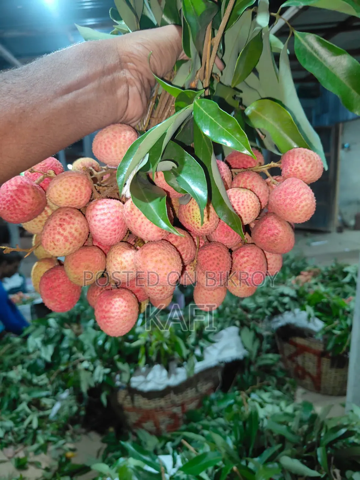 কাফি নাটোর