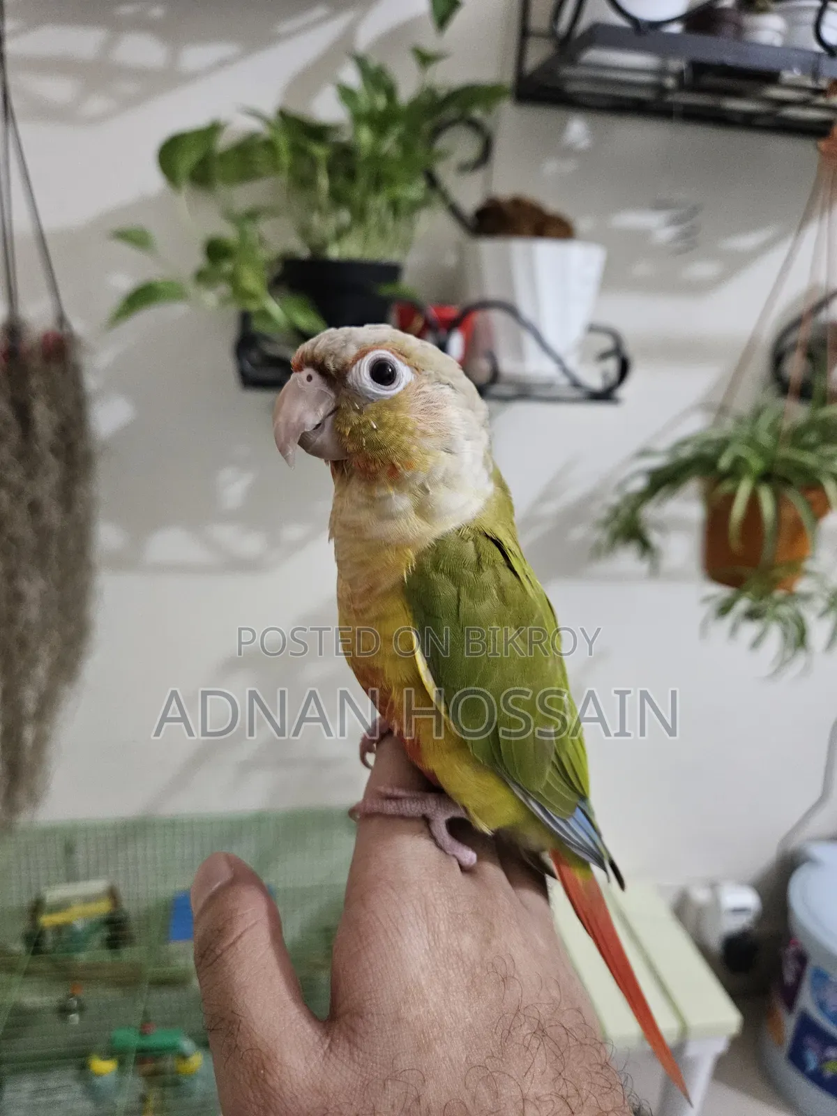 Pineapple Conure