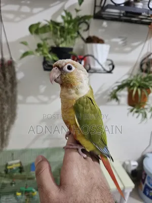 পাইনঅ্যাপল কনুর