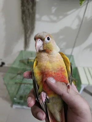 Pineapple Conure