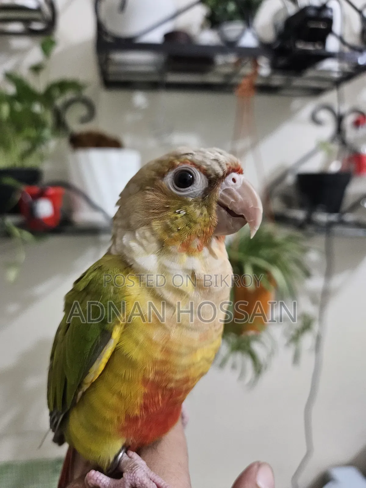 Pineapple Conure
