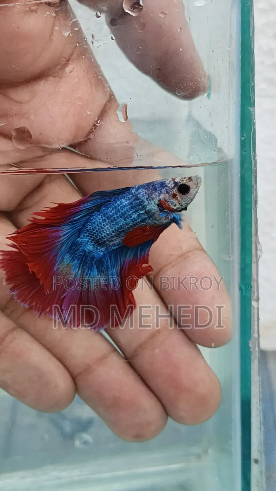 Bred Betta Fish (Quality Full)