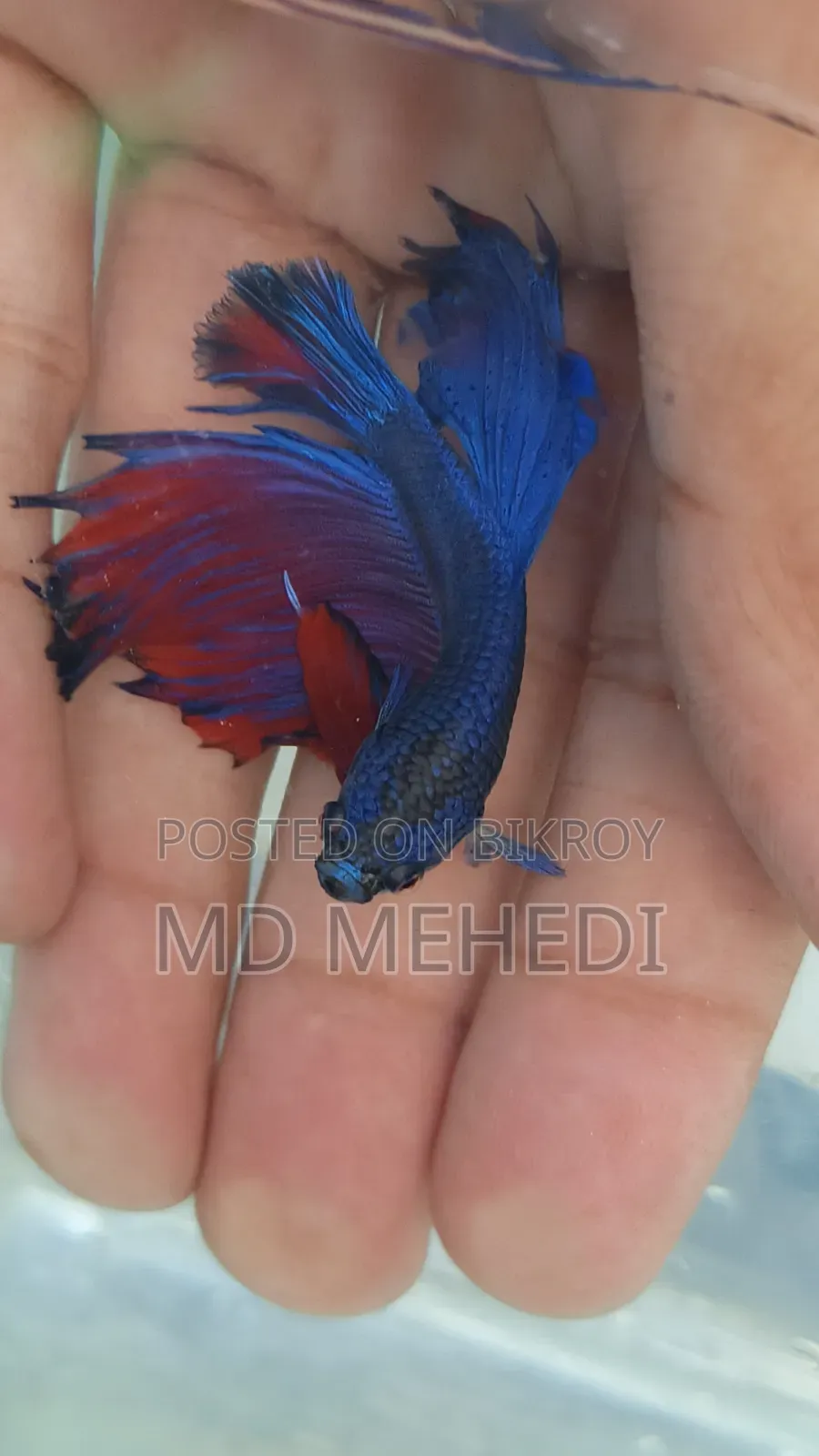 Bred Betta Fish (Quality Full)